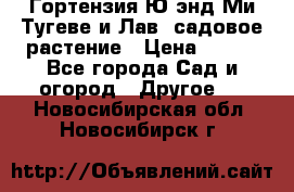 Гортензия Ю энд Ми Тугеве и Лав, садовое растение › Цена ­ 550 - Все города Сад и огород » Другое   . Новосибирская обл.,Новосибирск г.